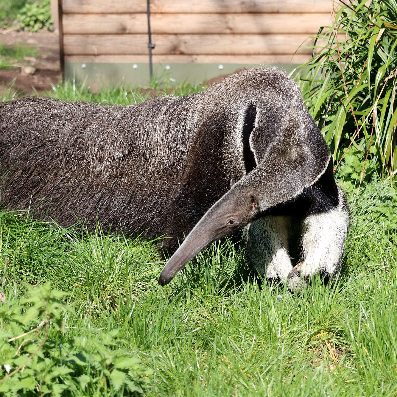 <b>GIANT ANTEATER</b>
<br>
<i>Myrmecophaga tridactyla</i>
<br>
Where They Live: Central & South America
<br>
Status: Threatened