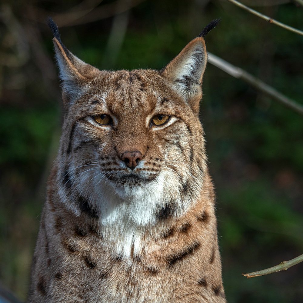 <b>CARPATHIAN LYNX</b>
<br>
<i>Lynx lynx carpathicus</i>
<br>
Where They Live: Romania, Slovakia & Hungary
<br>
Status: Least Concern