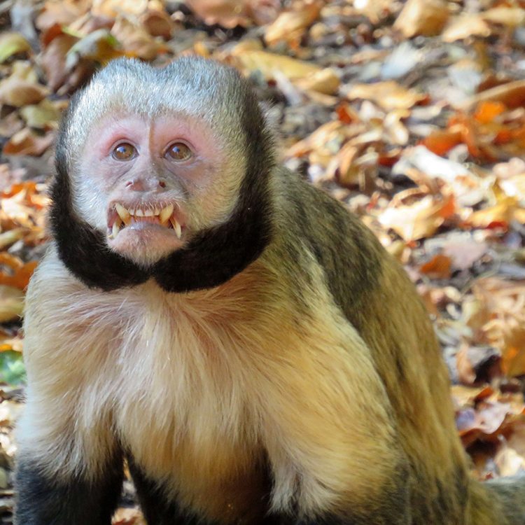 <b>YELLOW BREASTED CAPUCHIN</b>
<br>
<i>Sapajus xanthosternos</i>
<br>
Where They Live: Brazil
<br>
Status: Critically Endangered
