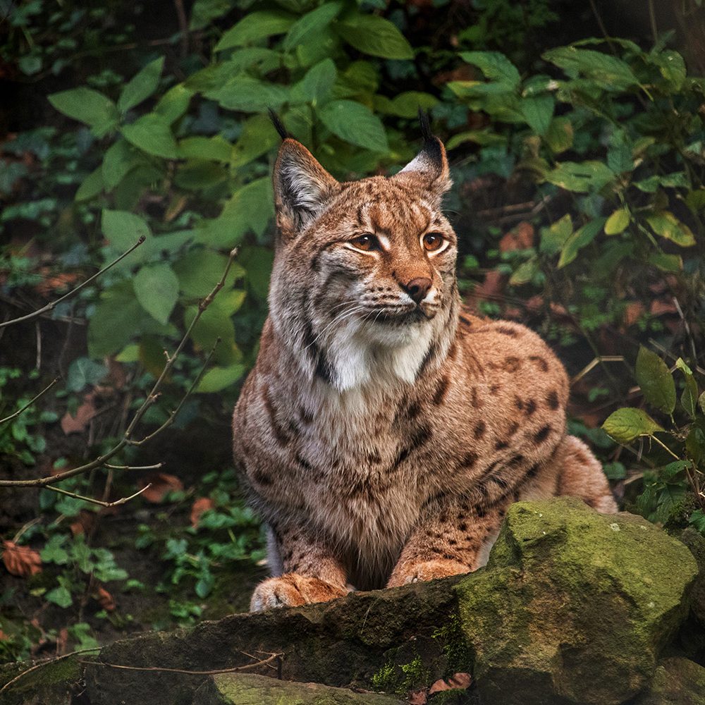 <b>CARPATHIAN LYNX</b>
<br>
<i>Lynx lynx carpathicus</i>
<br>
Where They Live: Romania, Slovakia & Hungary
<br>
Status: Least Concern