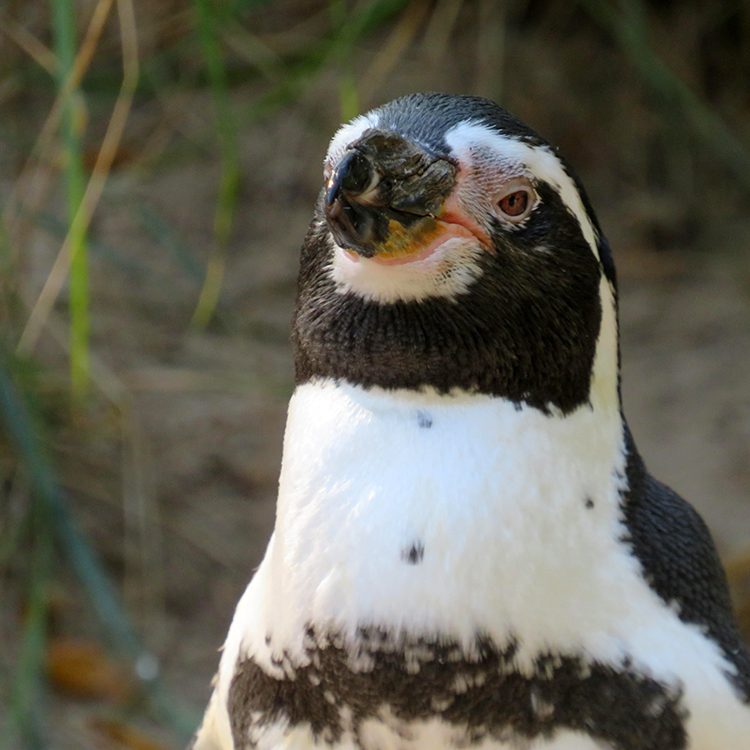 <b>HUMBOLDT PENGUIN</b>
<br>
<i>Spheniscus humboldti</i>
<br>
Where They Live: Peru & Chile
<br>
Status: Vulnerable