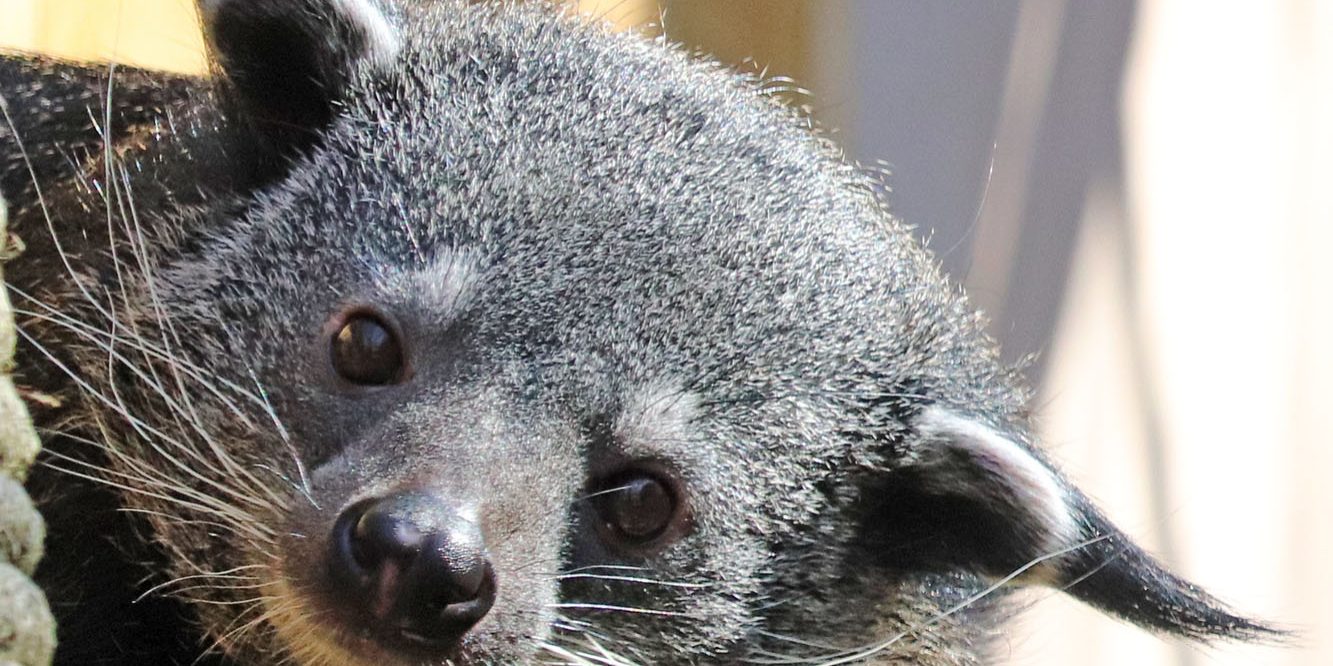 <b>BINTURONG</b>
<br>
<i>Arctictis binturong</i>
<br>
Where They Live: South Asia
<br>
Status: Vulnerable