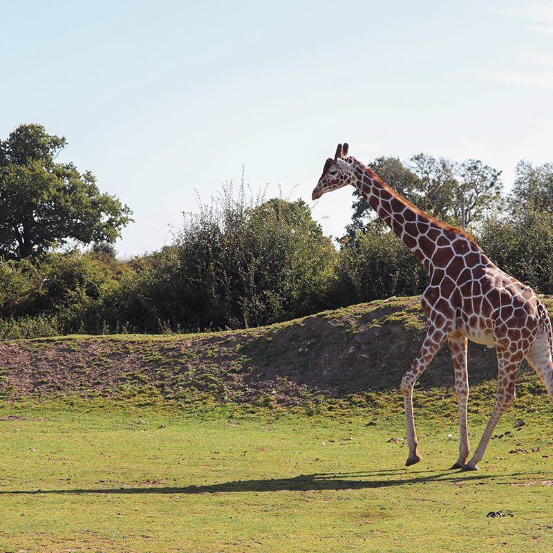 <b>RETICULATED GIRAFFE</b>
<br>
<i>Giraffa camelopardalis reticulata</i>
<br>
Where They Live: Somalia, Ethiopia & Kenya
<br>
Status: Endangered