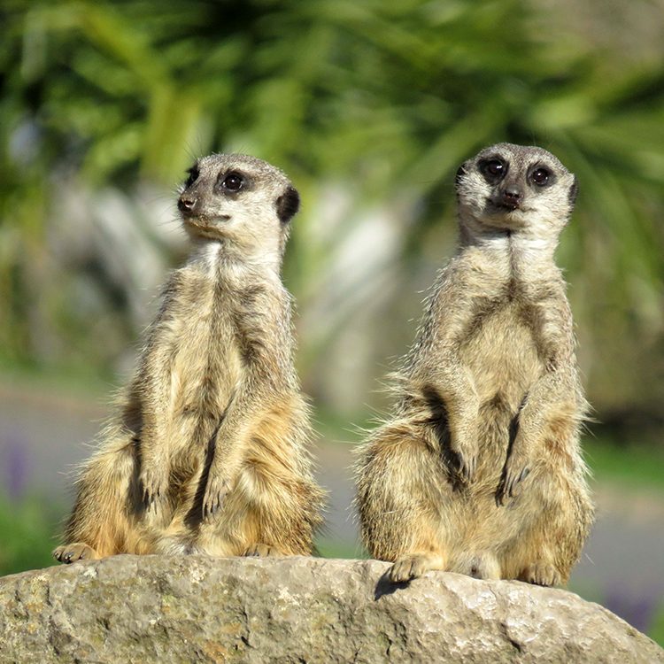 <b>MEERKAT</b>
<br>
<i>Suricata suricatta</i>
<br>
Where They Live: Botswana, Namibia, Angola & South Africa
<br>
Status: Least Concern