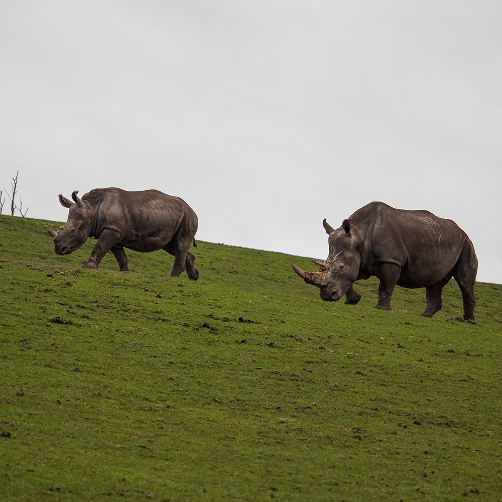 <b>SOUTHERN WHITE RHINOCEROS</b>
<br>
<i>Ceratotherium simum simum</i>
<br>
Where They Live: South Africa, Namibia, Zimbabwe, Kenya and Uganda
<br>
Status: Near Threatened