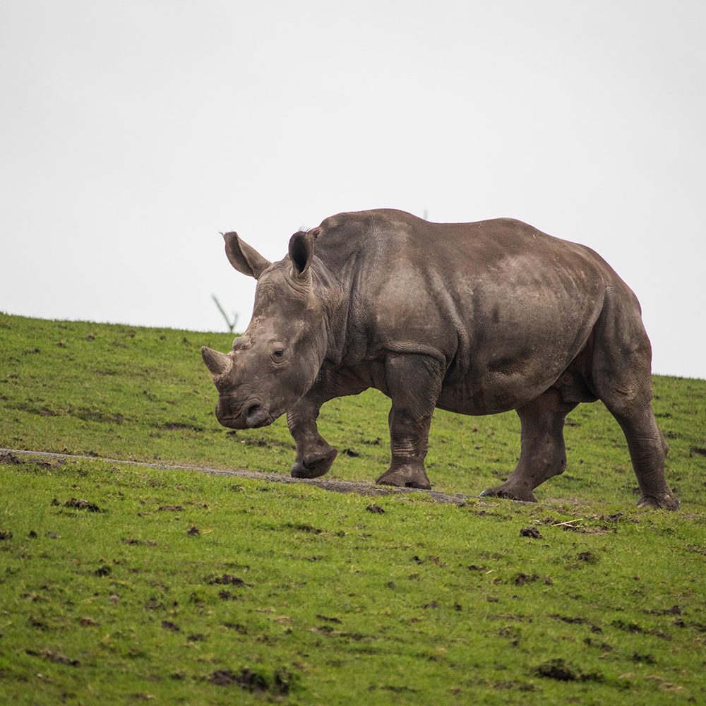 <b>SOUTHERN WHITE RHINOCEROS</b>
<br>
<i>Ceratotherium simum simum</i>
<br>
Where They Live: South Africa, Namibia, Zimbabwe, Kenya and Uganda
<br>
Status: Near Threatened