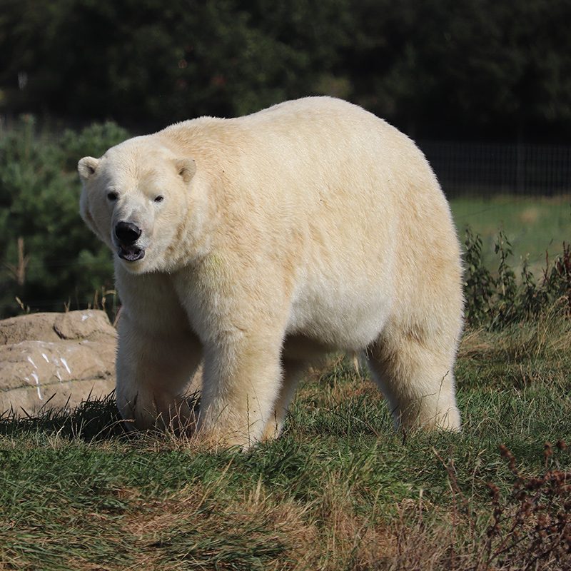 <b>POLAR BEAR</b>
<br>
<i>Ursus maritimus</i>
<br>
Where They Live: Arctic Circle
<br>
Status: Vulnerable