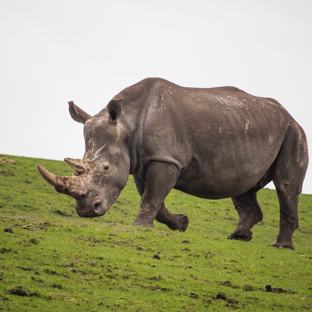 <b>SOUTHERN WHITE RHINOCEROS</b>
<br>
<i>Ceratotherium simum simum</i>
<br>
Where They Live: South Africa, Namibia, Zimbabwe, Kenya and Uganda
<br>
Status: Near Threatened