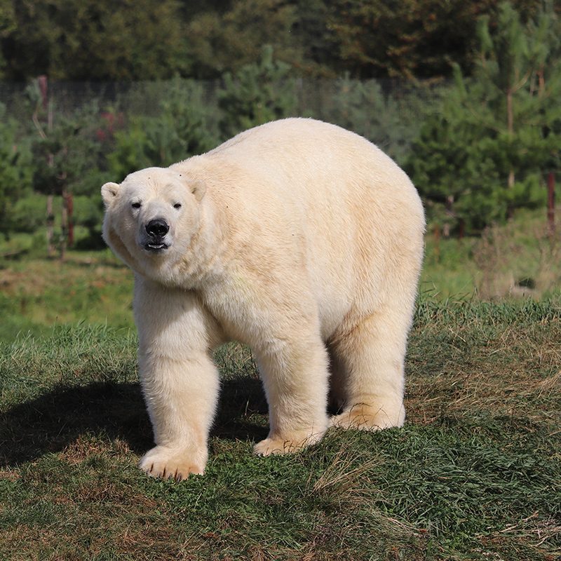 <b>POLAR BEAR</b>
<br>
<i>Ursus maritimus</i>
<br>
Where They Live: Arctic Circle
<br>
Status: Vulnerable