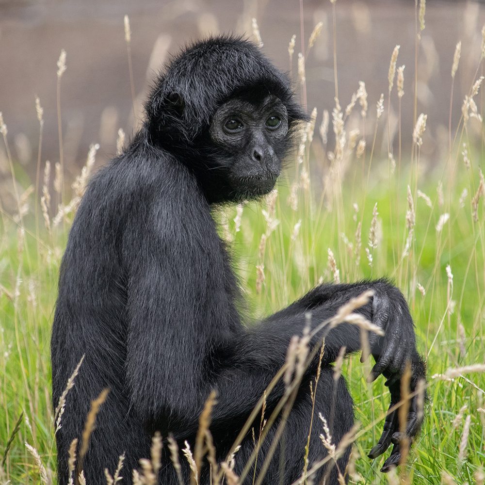 <b>COLOMBIAN BLACK SPIDER MONKEY</b>
<br>
<i>Ateles fusciceps rufiventris</i>
<br>
Where They Live: Colombia & Panama
<br>
Status: Critically Endangered