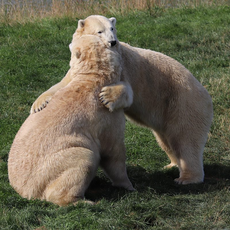 <b>POLAR BEAR</b>
<br>
<i>Ursus maritimus</i>
<br>
Where They Live: Arctic Circle
<br>
Status: Vulnerable