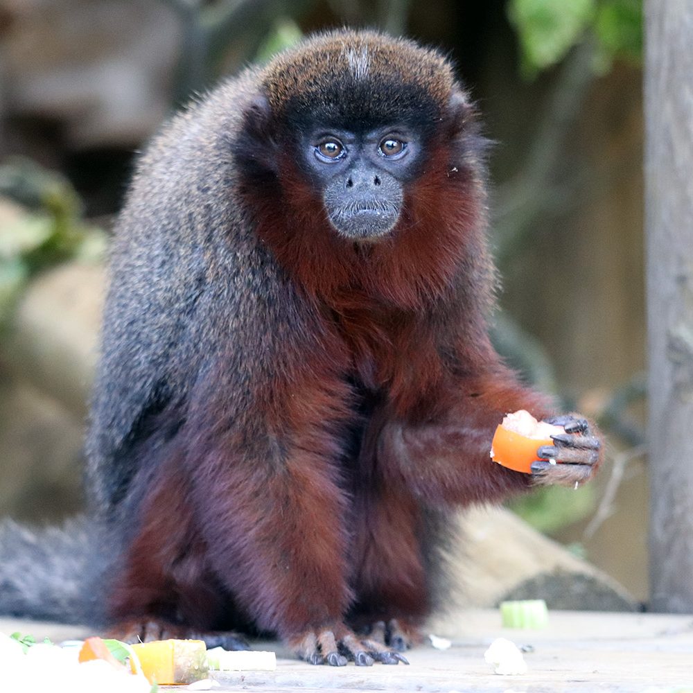 <b>COPPERY TITI MONKEY</b>
<br>
<i>Plecturocebus cupreus</i>
<br>
Where They Live: Brazil & Peru
<br>
Status: Least Concern