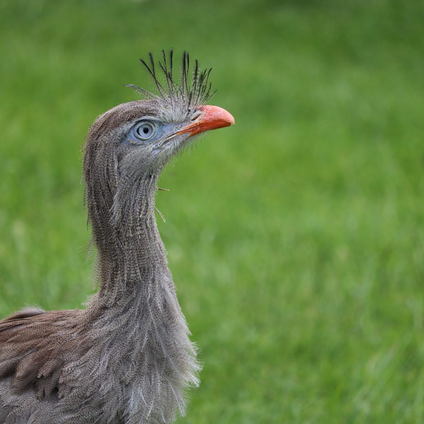 <b>RED LEGGED SERIEMA</b>
<br>
<i>Cariama cristata</i>
<br>
Where They Live: Brazil, Uruguay & Argentina
<br>
Status: Least Concern