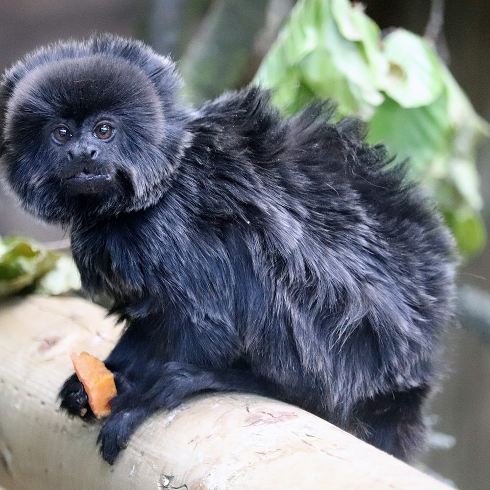 <b>GOELDI'S MONKEY</b>
<br>
<i>Callimico goeldii</i>
<br>
Where They Live: Bolivia, Brazil, Colombia, Ecuador & Peru
<br>
Status: Vulnerable