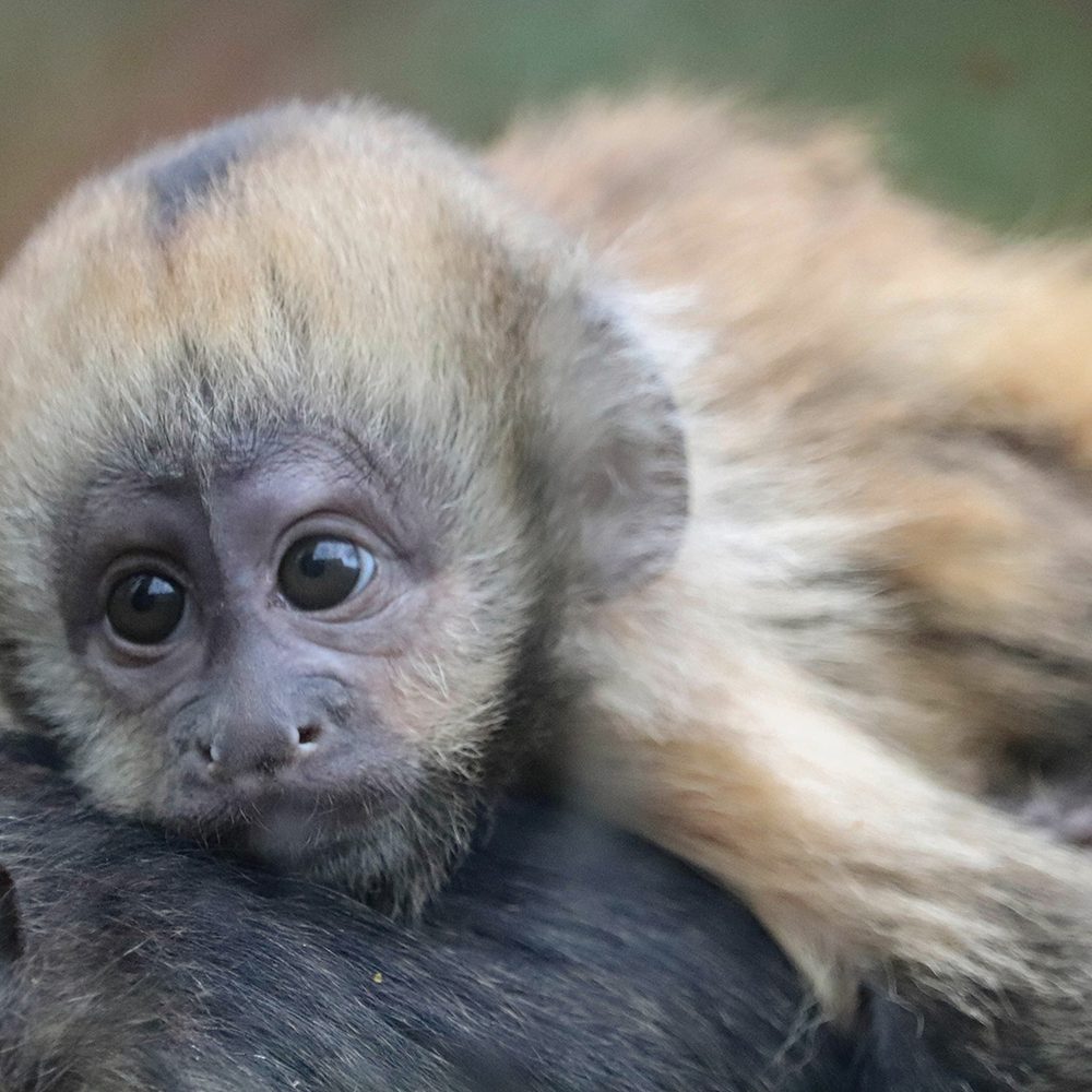 <b>YELLOW BREASTED CAPUCHIN</b>
<br>
<i>Sapajus xanthosternos</i>
<br>
Where They Live: Brazil
<br>
Status: Critically Endangered