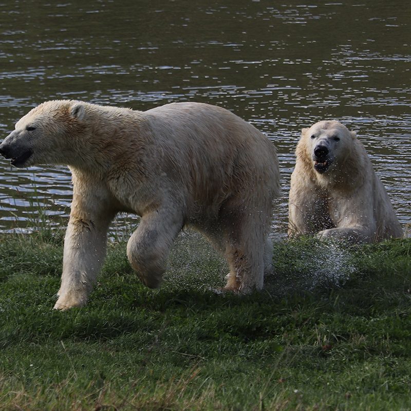 <b>POLAR BEAR</b>
<br>
<i>Ursus maritimus</i>
<br>
Where They Live: Arctic Circle
<br>
Status: Vulnerable