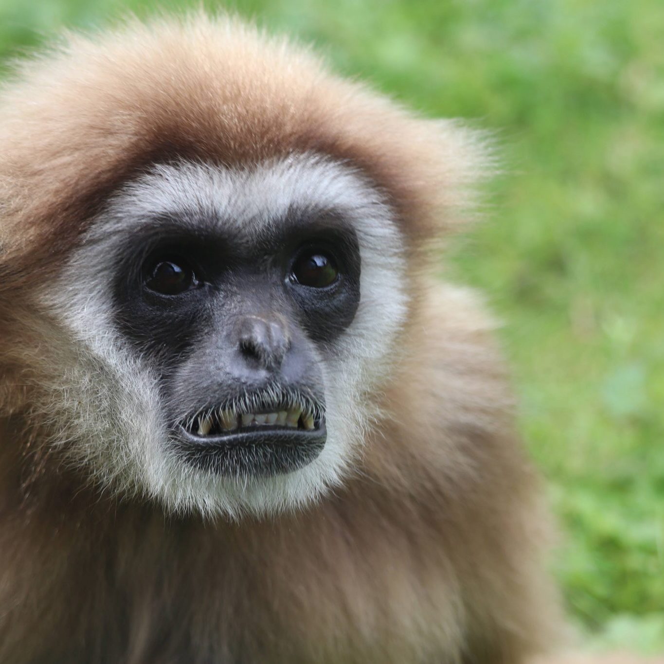 <b>LAR GIBBON</b>
<br>
<i>Hylobates lar</i>
<br>
Where They Live: China, Thailand, Laos, Burma & Indonesia
<br>
Status: Endangered