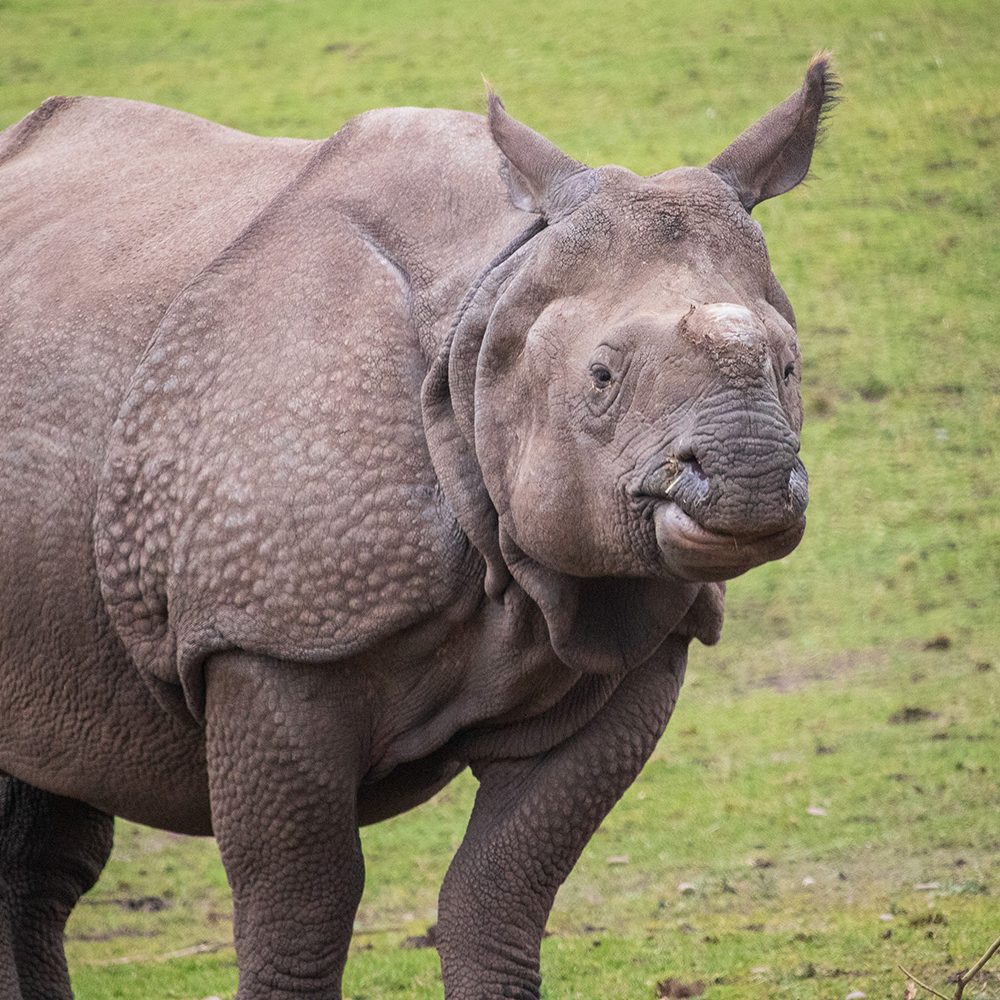 <b>INDIAN RHINOCEROS</b>
<br>
<i>Rhinoceros unicornis</i>
<br>
Where They Live: India & Nepal
<br>
Status: Vulnerable