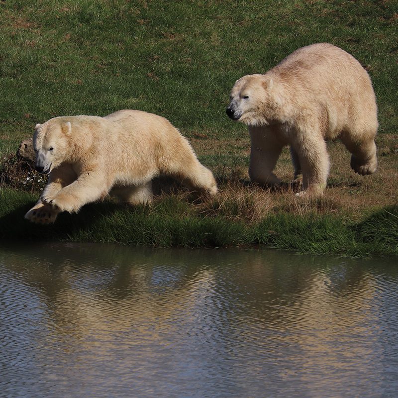 <b>POLAR BEAR</b>
<br>
<i>Ursus maritimus</i>
<br>
Where They Live: Arctic Circle
<br>
Status: Vulnerable