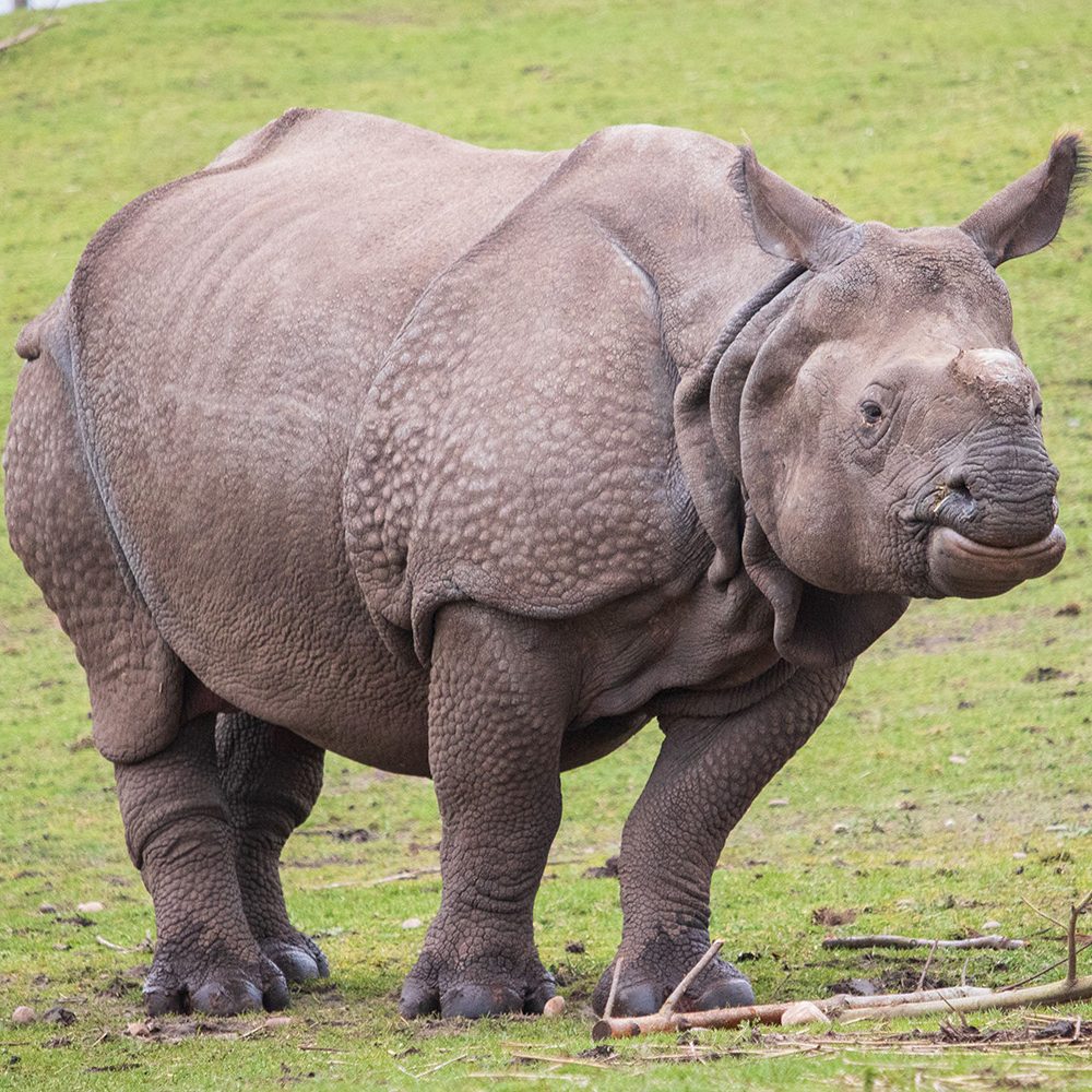 <b>INDIAN RHINOCEROS</b>
<br>
<i>Rhinoceros unicornis</i>
<br>
Where They Live: India & Nepal
<br>
Status: Vulnerable