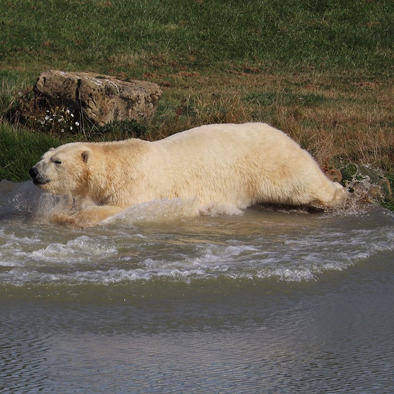 <b>POLAR BEAR</b>
<br>
<i>Ursus maritimus</i>
<br>
Where They Live: Arctic Circle
<br>
Status: Vulnerable