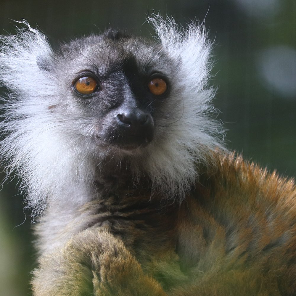 <i>BLACK LEMUR</i>
<br>
Where They Live: Madagascar
<br>
Status: Vulnerable
<br>
Photograph 
Location: Dudley Zoo, UK