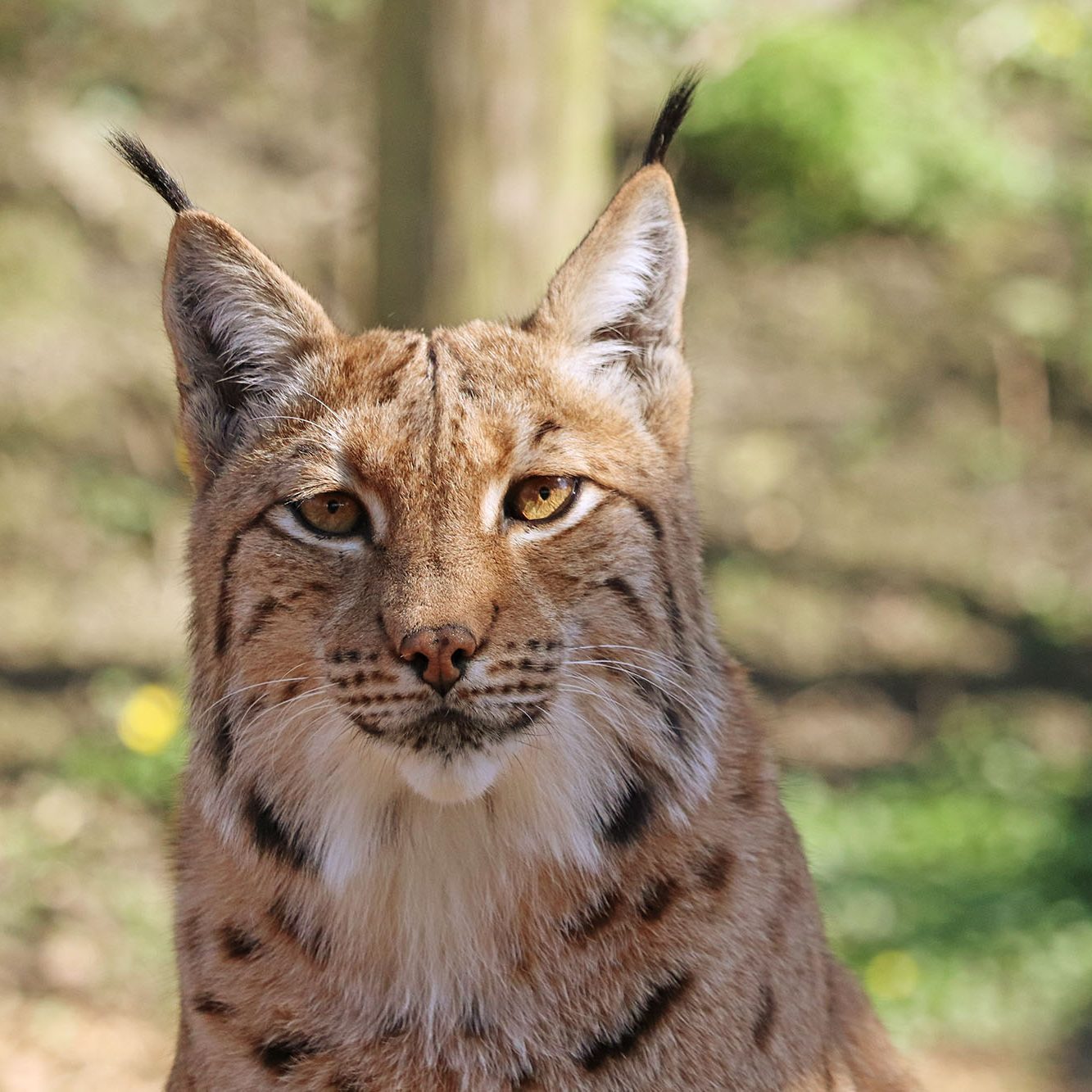 <b>CARPATHIAN LYNX</b>
<br>
<i>Lynx lynx carpathicus</i>
<br>
Where They Live: Romania, Slovakia & Hungary
<br>
Status: Least Concern