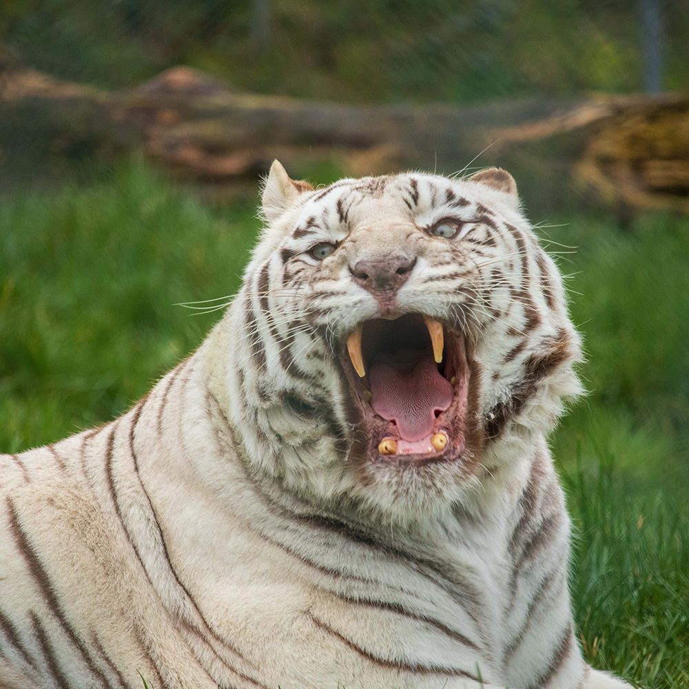 <b>WHITE BENGAL TIGER</b>
<br>
<i>Panthera tigris tigris</i>
<br>
Where They Live: India, Nepal, Bangladesh & Bhutan
<br>
Status: Endangered