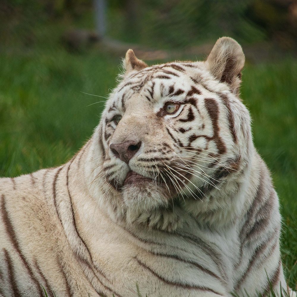 <b>WHITE BENGAL TIGER</b>
<br>
<i>Panthera tigris tigris</i>
<br>
Where They Live: India, Nepal, Bangladesh & Bhutan
<br>
Status: Endangered