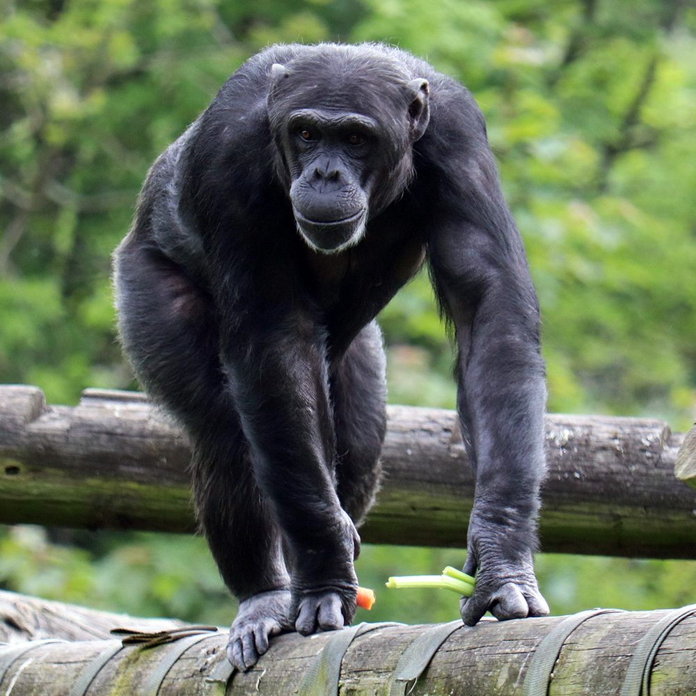 <i>CHIMPANZEE</i>
<br>
Where They Live: Tropical Africa
<br>
Status: Endangered
<br>
Photograph 
Location: Dudley Zoo, UK