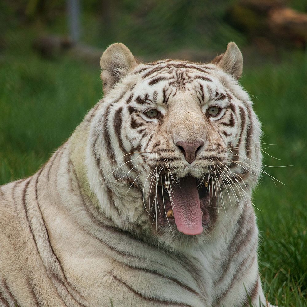 <b>WHITE BENGAL TIGER</b>
<br>
<i>Panthera tigris tigris</i>
<br>
Where They Live: India, Nepal, Bangladesh & Bhutan
<br>
Status: Endangered