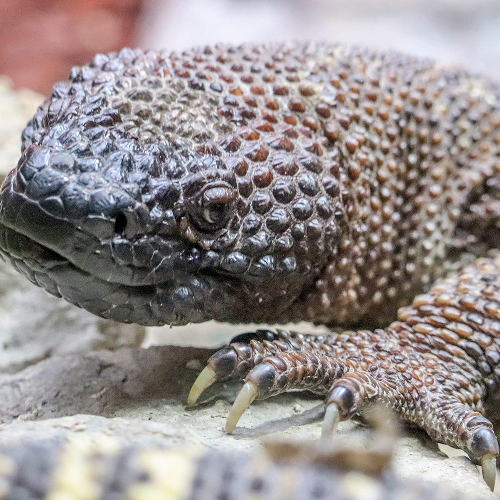 <b>MEXICAN BEADED LIZARD</b>
<i>Heloderma horridum</i>
<br>
Where They Live: Mexico & Guatemala
<br>
Status: Least Concern