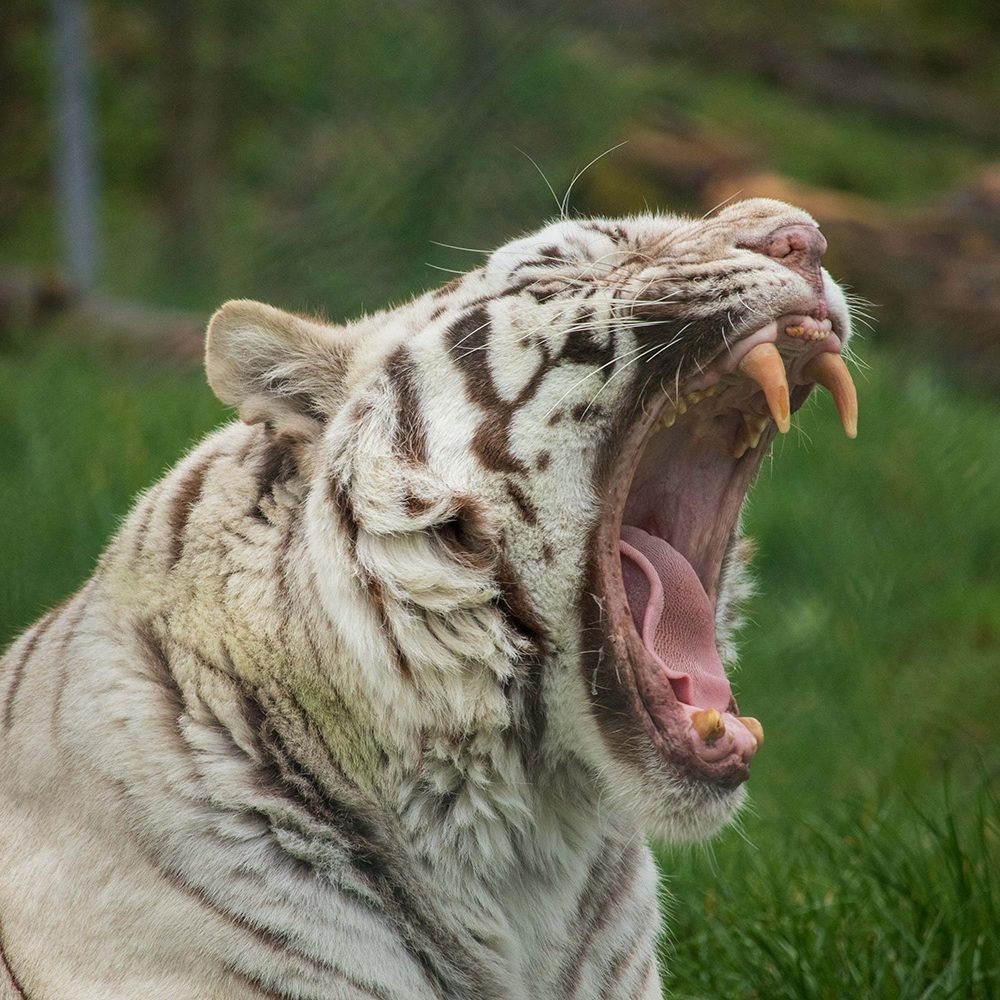 <b>WHITE BENGAL TIGER</b>
<br>
<i>Panthera tigris tigris</i>
<br>
Where They Live: India, Nepal, Bangladesh & Bhutan
<br>
Status: Endangered