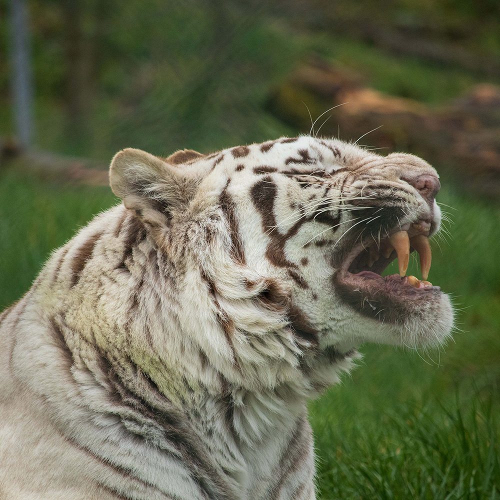 <b>WHITE BENGAL TIGER</b>
<br>
<i>Panthera tigris tigris</i>
<br>
Where They Live: India, Nepal, Bangladesh & Bhutan
<br>
Status: Endangered