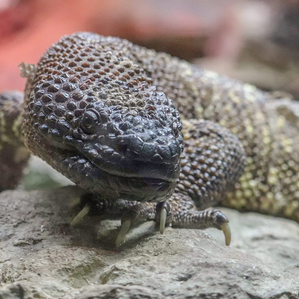 <b>MEXICAN BEADED LIZARD</b>
<i>Heloderma horridum</i>
<br>
Where They Live: Mexico & Guatemala
<br>
Status: Least Concern