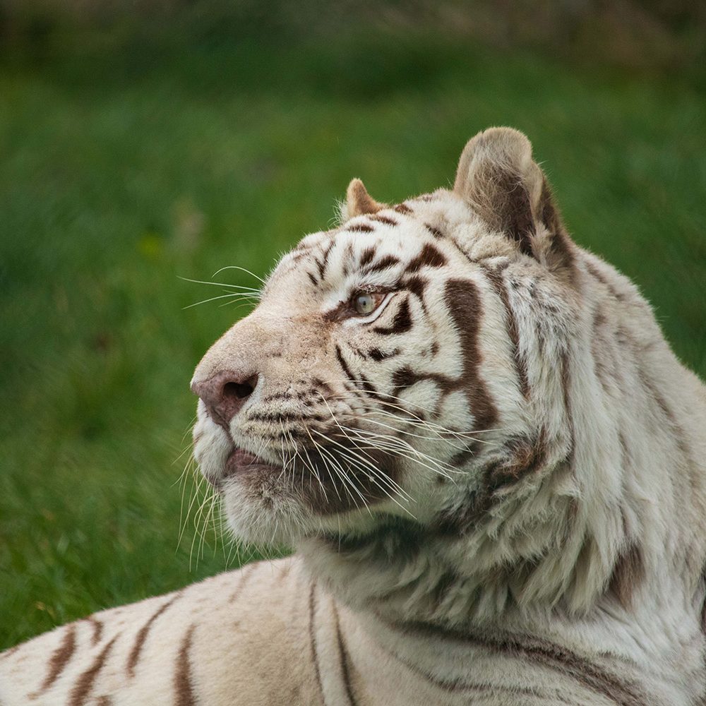 <b>WHITE BENGAL TIGER</b>
<br>
<i>Panthera tigris tigris</i>
<br>
Where They Live: India, Nepal, Bangladesh & Bhutan
<br>
Status: Endangered