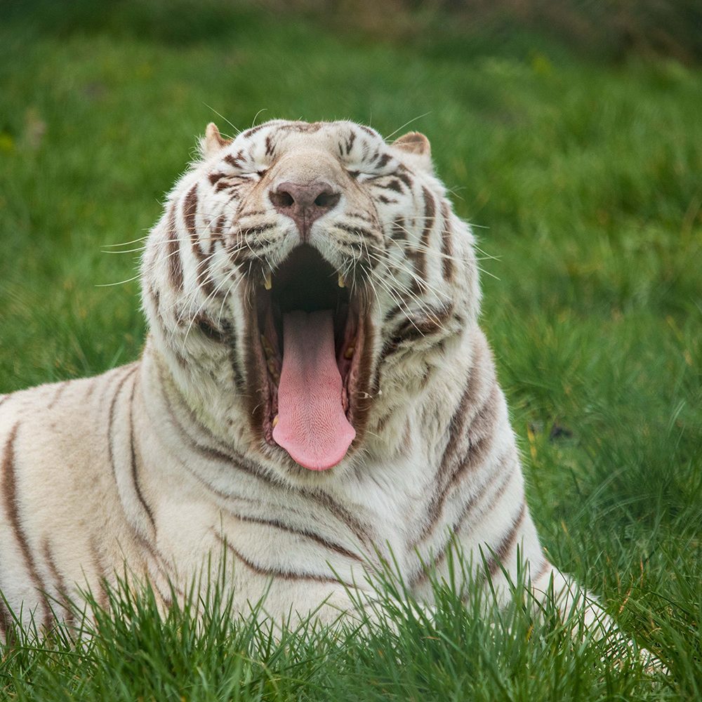 <b>WHITE BENGAL TIGER</b>
<br>
<i>Panthera tigris tigris</i>
<br>
Where They Live: India, Nepal, Bangladesh & Bhutan
<br>
Status: Endangered