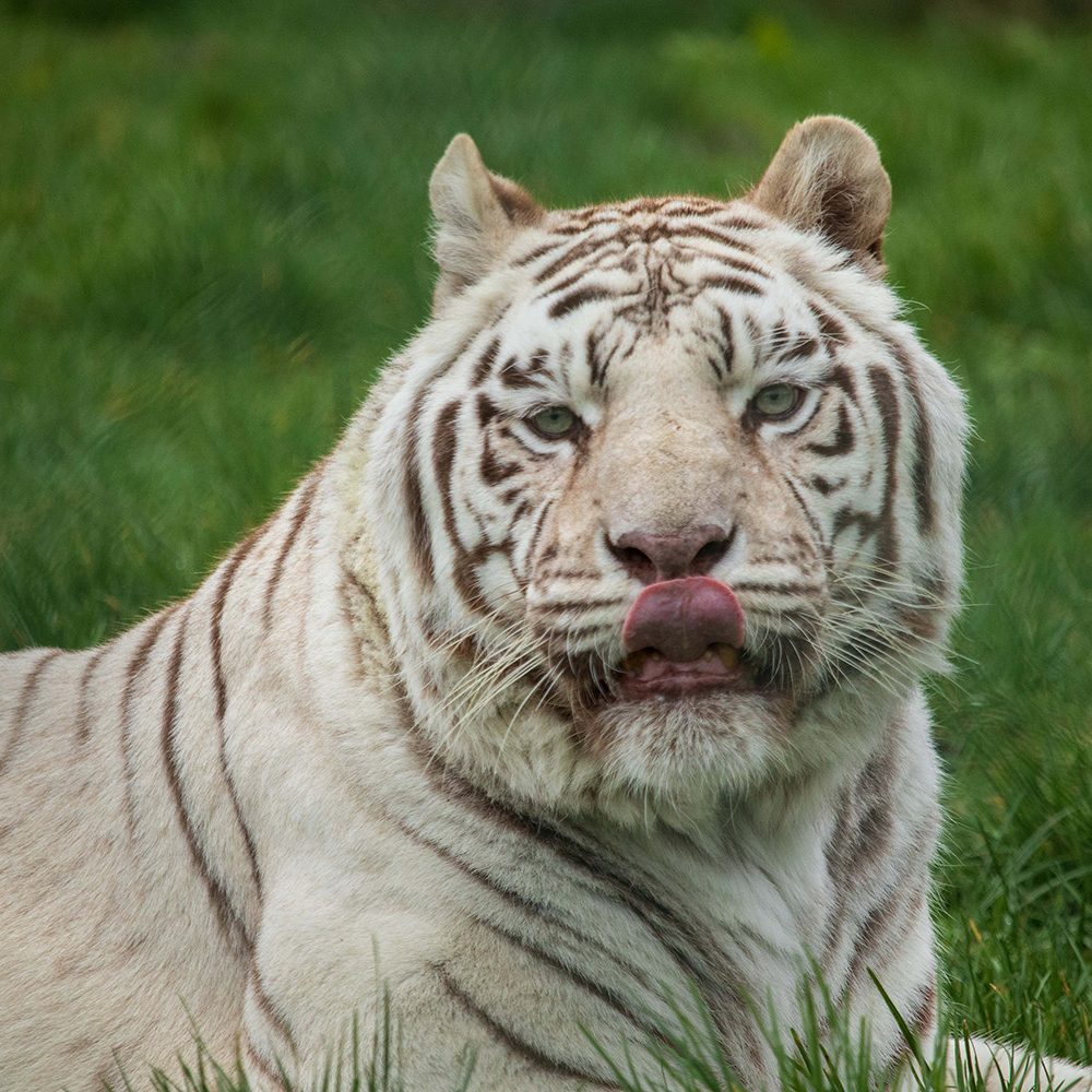 <b>WHITE BENGAL TIGER</b>
<br>
<i>Panthera tigris tigris</i>
<br>
Where They Live: India, Nepal, Bangladesh & Bhutan
<br>
Status: Endangered