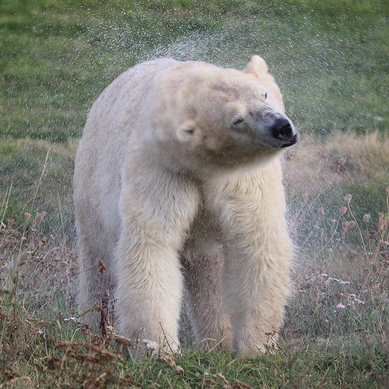 <b>POLAR BEAR</b>
<br>
<i>Ursus maritimus</i>
<br>
Where They Live: Arctic Circle
<br>
Status: Vulnerable