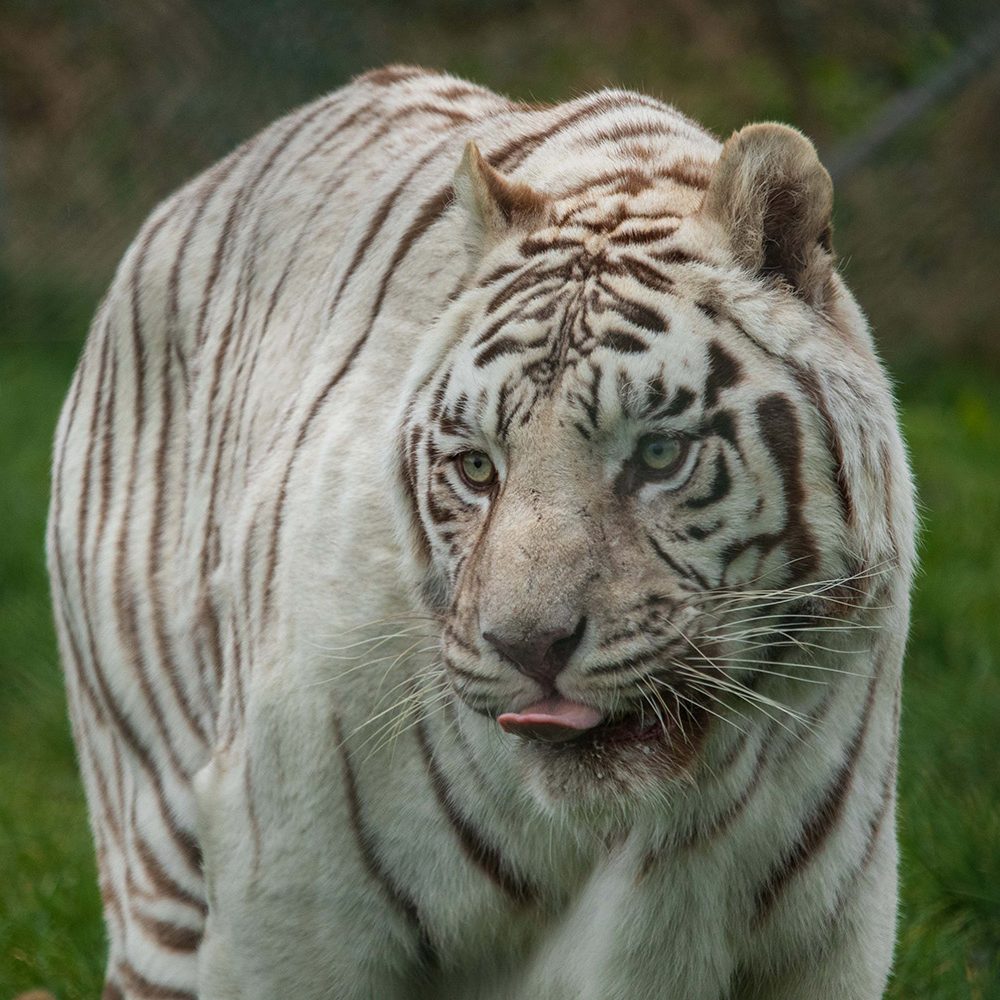 <b>WHITE BENGAL TIGER</b>
<br>
<i>Panthera tigris tigris</i>
<br>
Where They Live: India, Nepal, Bangladesh & Bhutan
<br>
Status: Endangered