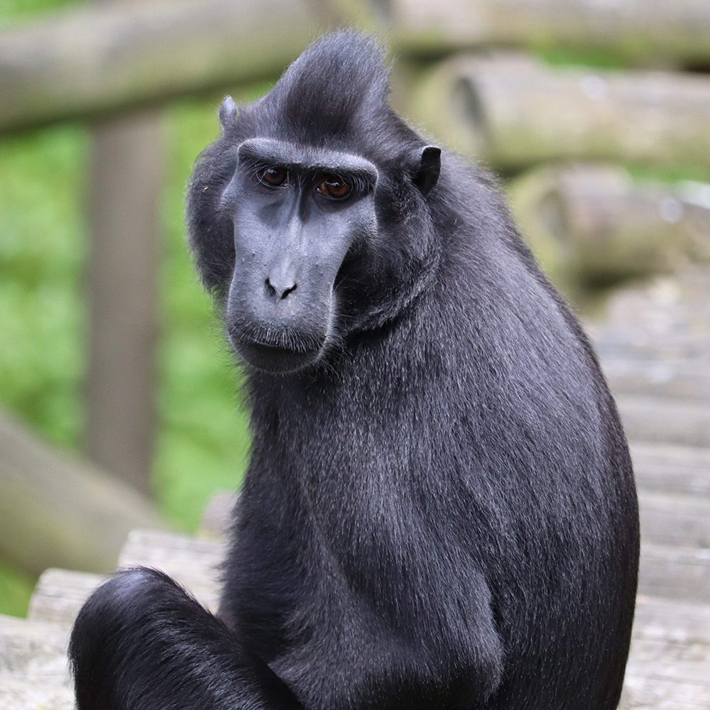 <b>SULAWESI CRESTED MACAQUE</b>
<br>
<i>Macaca nigra</i>
<br>
Where They Live: Indonesia
<br>
Status: Critically Endangered