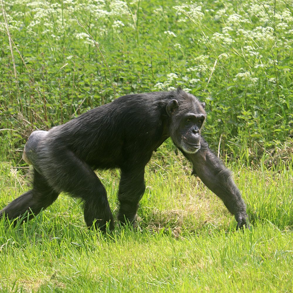 <i>CHIMPANZEE</i>
<br>
Where They Live: Tropical Africa
<br>
Status: Endangered
<br>
Photograph 
Location: Dudley Zoo, UK