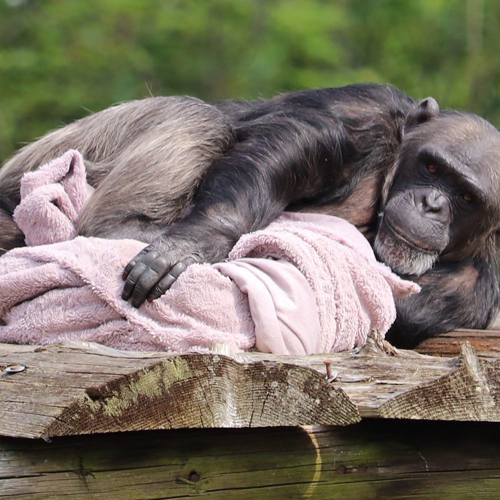 <i>CHIMPANZEE</i>
<br>
Where They Live: Tropical Africa
<br>
Status: Endangered
<br>
Photograph 
Location: Dudley Zoo, UK