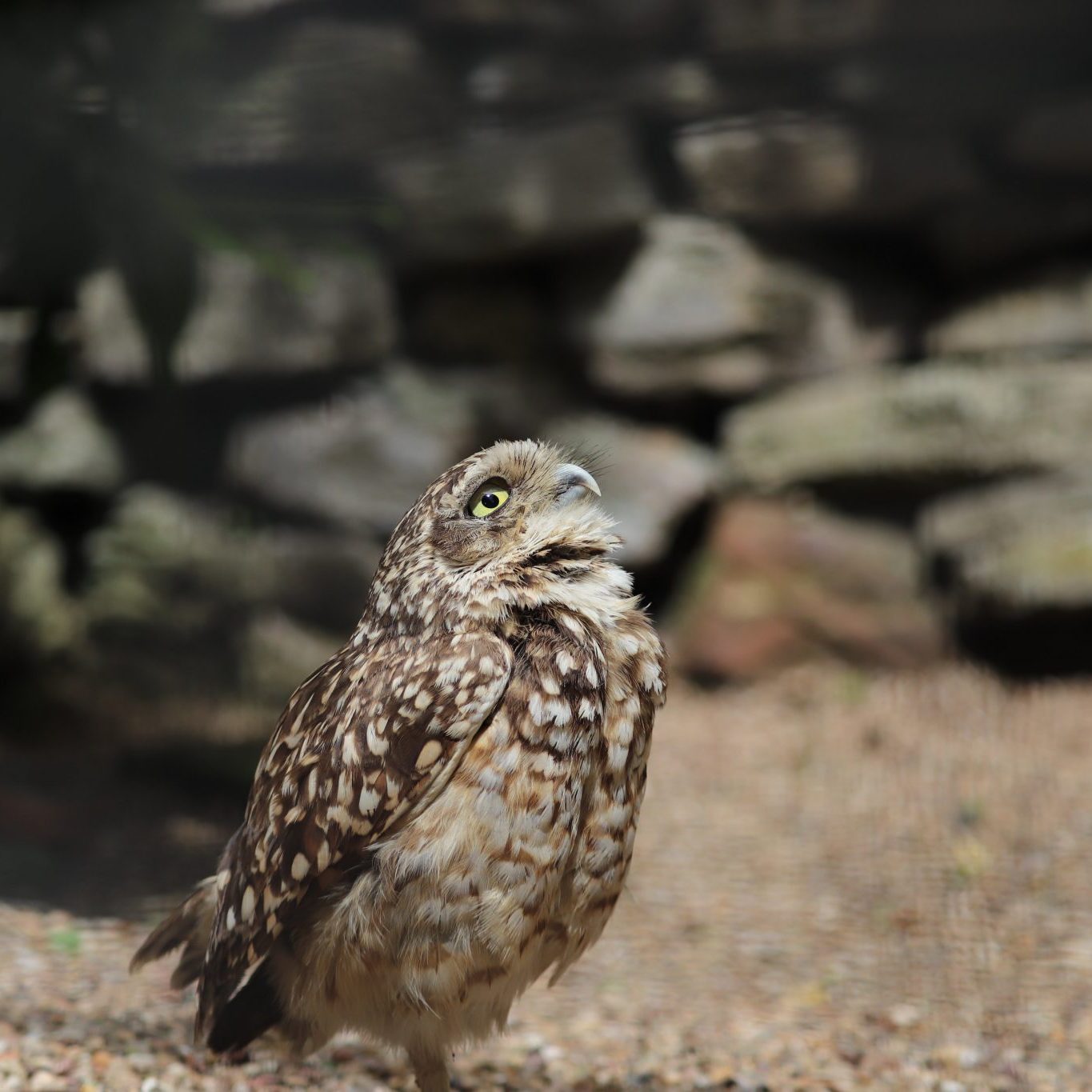 <b>BURROWING OWL</b>
<br>
<i>Athene cunicularia</i>
<br>
Where They Live: North & South America
<br>
Status: Least Concern