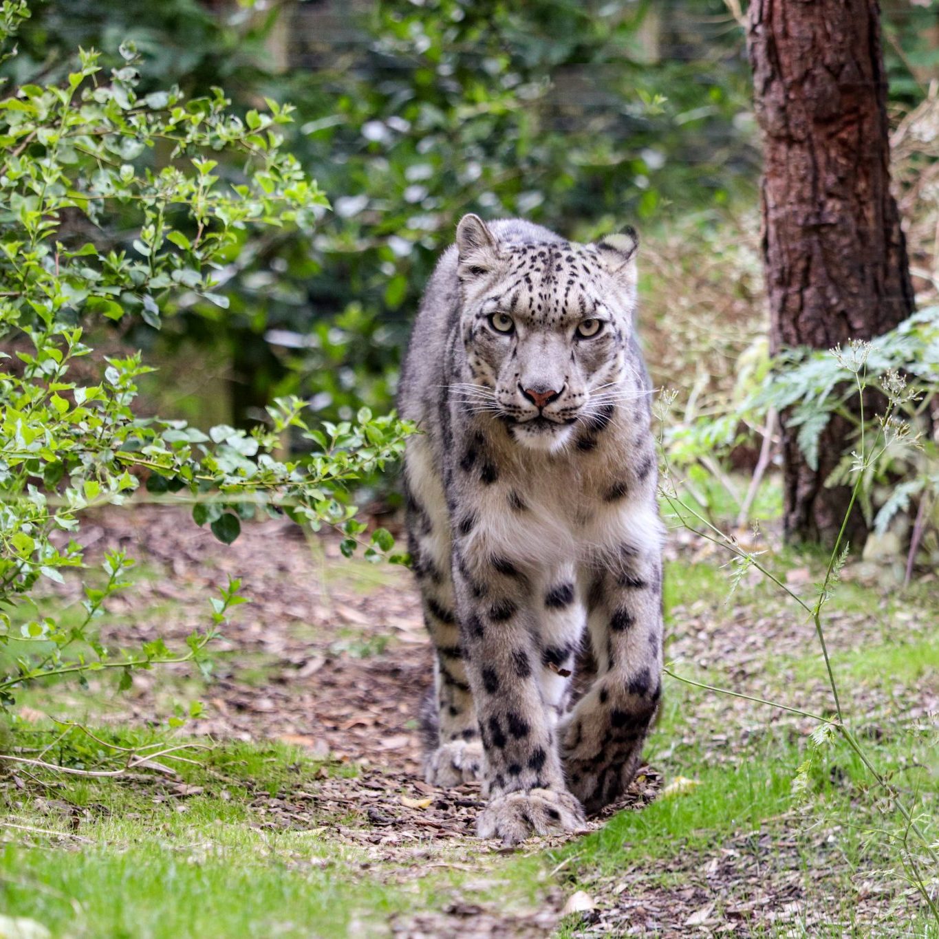 <b>SNOW LEOPARD</b>
<br>
<i>Panthera uncia</i>
<br>
Where They Live: Central & South Asia
<br>
Status: Vulnerable