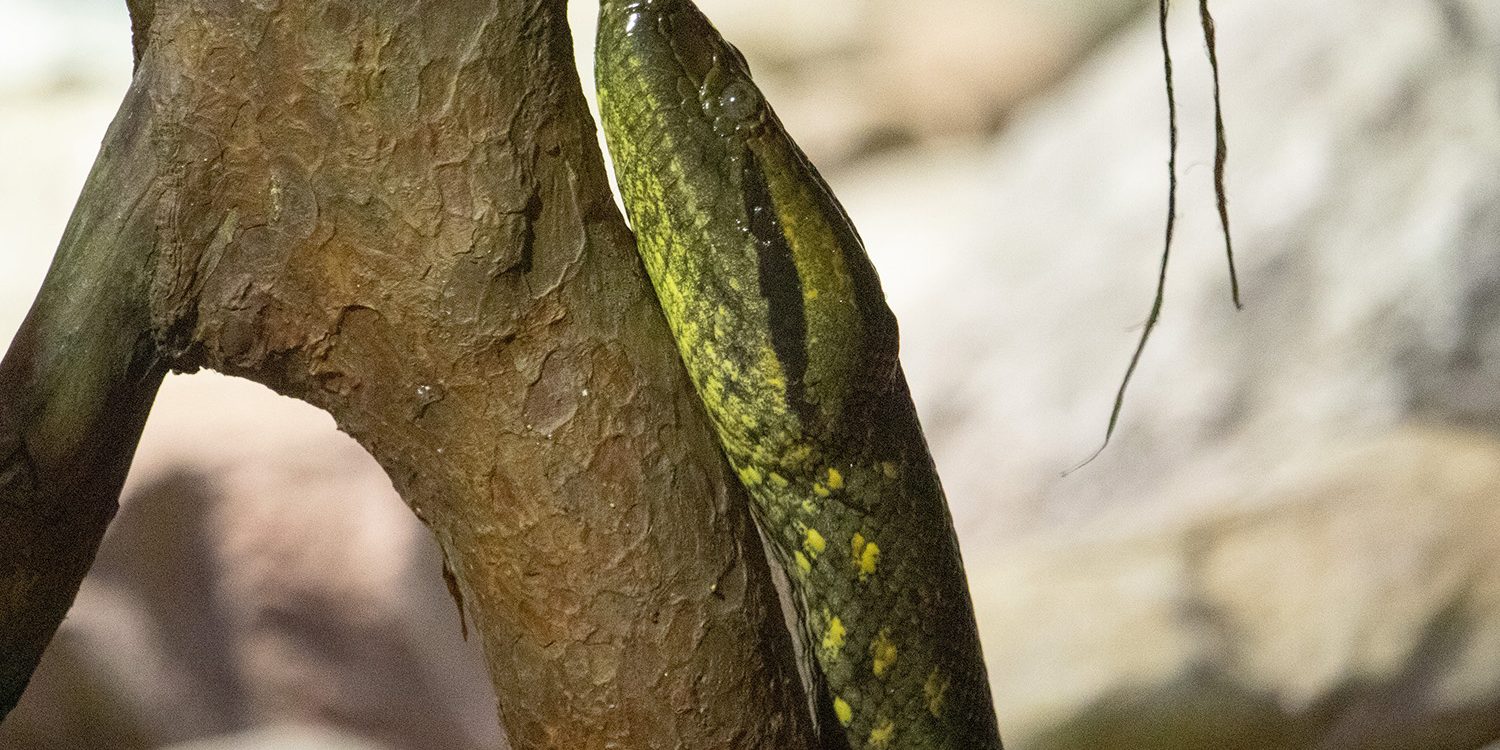 <b>GREEN ANACONDA</b>
<br>
<i>Eunectes murinus</i>
<br>
Where They Live: South America