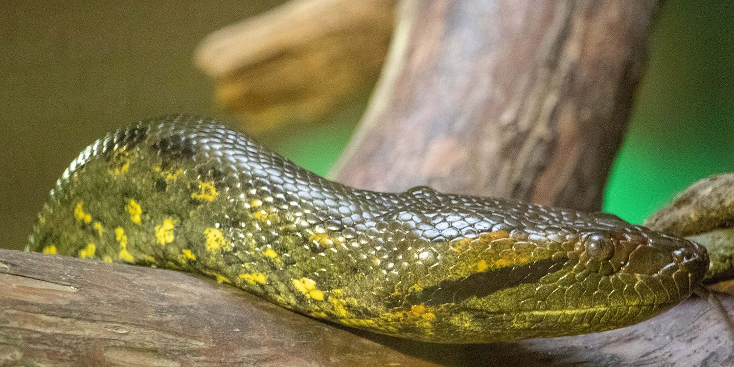 <b>GREEN ANACONDA</b>
<br>
<i>Eunectes murinus</i>
<br>
Where They Live: South America