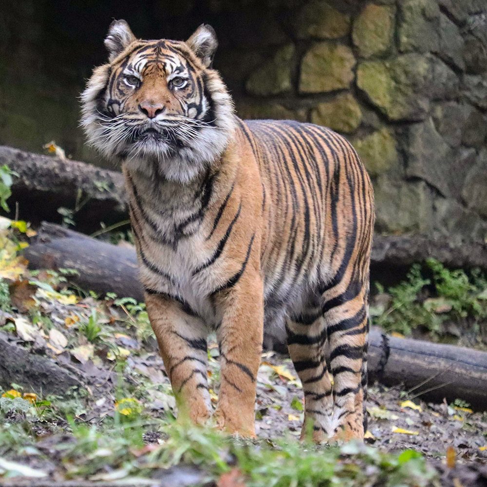 <b> SUMATRAN TIGER </b>
<br>
<i>Panthera tigris sondaica</i>
<br>
Where They Live: Sumatra
<br>
Status: Critically Endangered