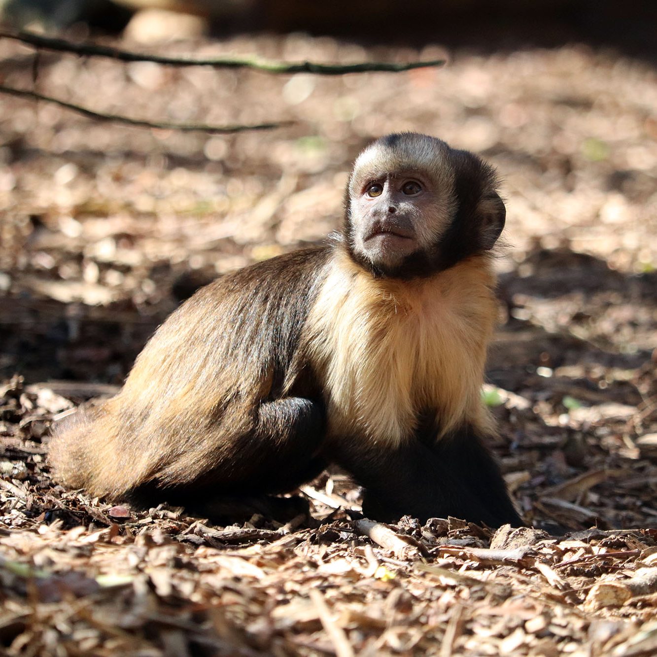 <b>YELLOW BREASTED CAPUCHIN</b>
<br>
<i>Sapajus xanthosternos</i>
<br>
Where They Live: Brazil
<br>
Status: Critically Endangered