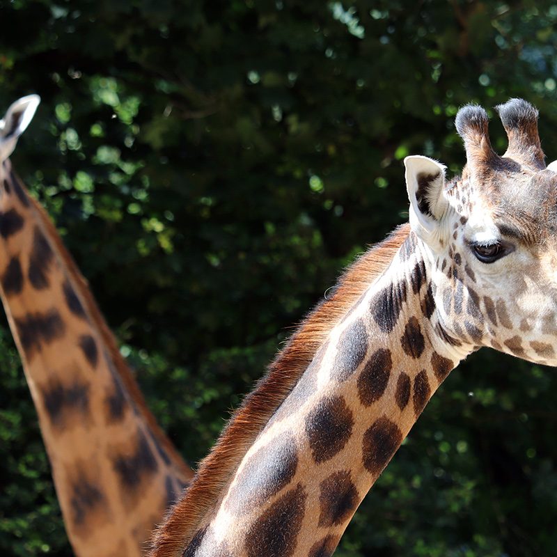 <b>ROTHSCHILD'S GIRAFFE</b>
<br>
<i>Giraffa camelopardalis rothschildi</i>
<br>
Where They Live: Uganda, Nairobi & Kenya
<br>
Status: Endangered